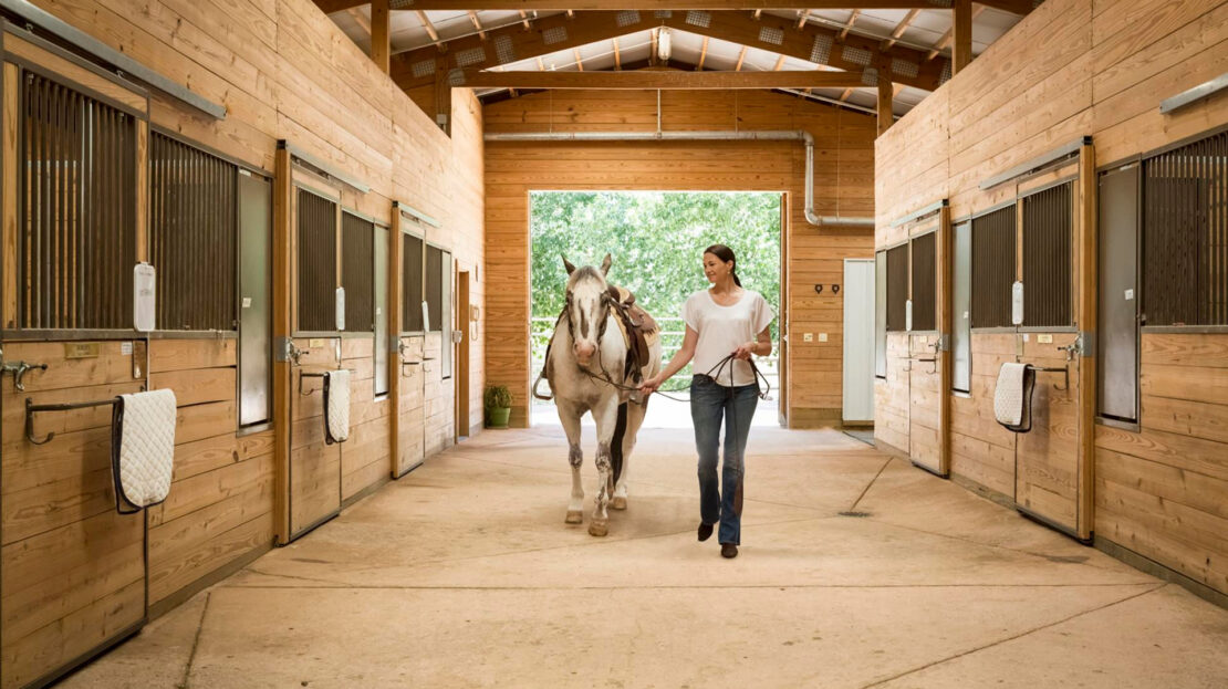 Canter in Wellington